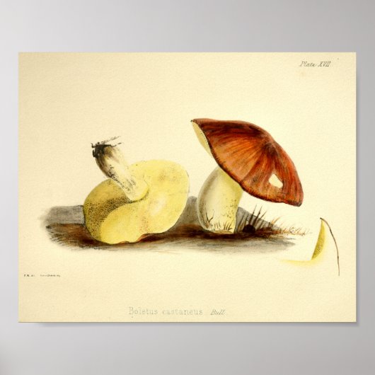 ヴィンテージ1855マッシュルームブラウンキャップアートプリント ポスター (正面)