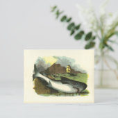 ヴィンテージ1859シャークフォークアートイラストレーション ポストカード (スタンド正面)