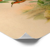 ヴィンテージ1861ヘミットハミングバードプリント ポスター (角)