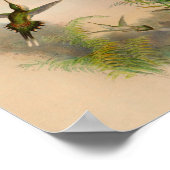 ヴィンテージ1861ヘミットハミングバードプリント ポスター (角)