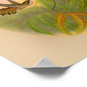 ヴィンテージ1861ヘミットハミングバードプリント ポスター (角)