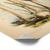 ヴィンテージ1863コモン・ホワイト・マッシュルーム・アート・プリント ポスター (角)