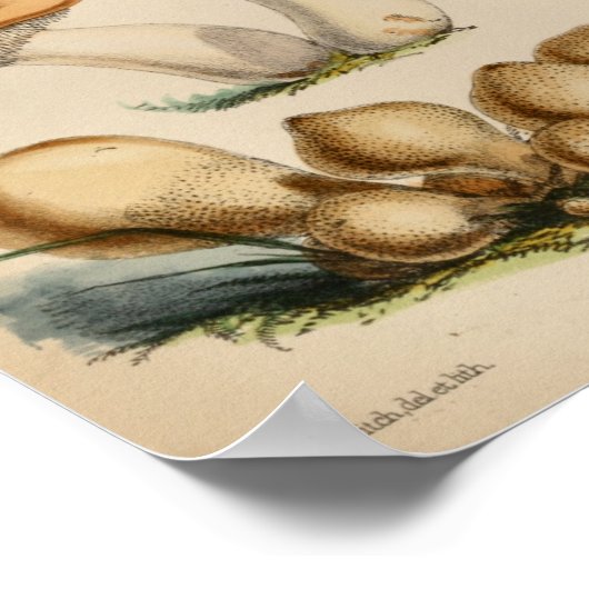 ヴィンテージ1863ブラウンイエローキャップマッシュルームアートプリント ポスター (角)