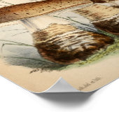 ヴィンテージ1863ブラウンホワイトキャップマッシュルームアートプリント ポスター (角)