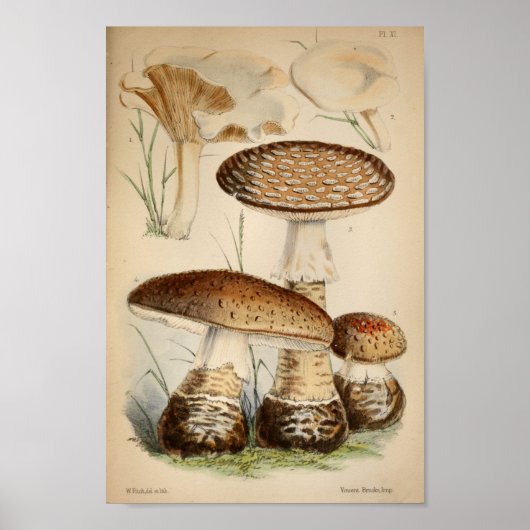 ヴィンテージ1863ブラウンホワイトキャップマッシュルームアートプリント ポスター (正面)