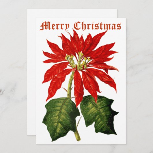 ヴィンテージ1867ポインセチア・クリスマス シーズンカード (正面/裏面)