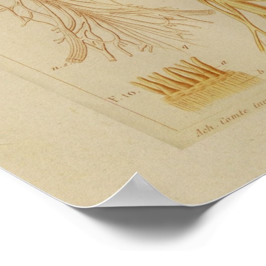 ヴィンテージ1873筋肉と神経解剖学プリント ポスター (角)