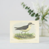 ヴィンテージ1875セントヘレナ島の鳥スケッチ ポストカード (スタンド正面)