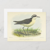 ヴィンテージ1875セントヘレナ島の鳥スケッチ ポストカード (正面/裏面)