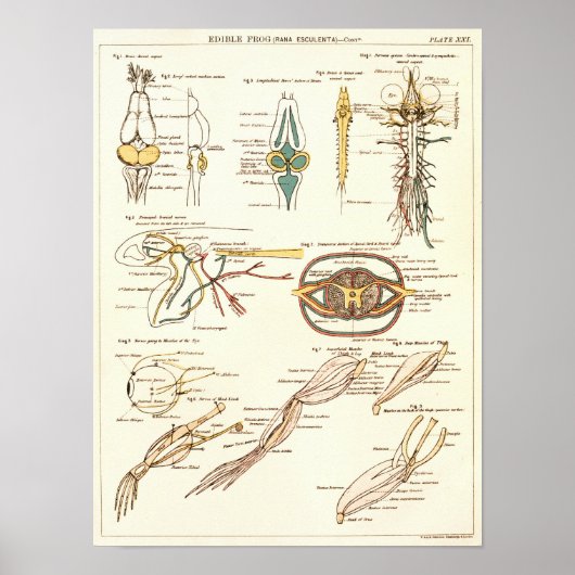 ヴィンテージ1881カエル生物解剖学プリント ポスター (正面)