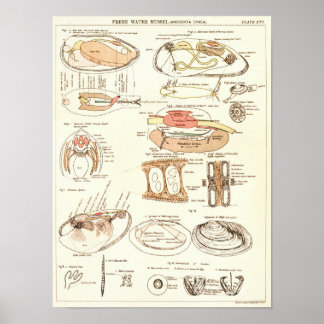 ヴィンテージ1881淡水ムッセル解剖学プリント ポスター