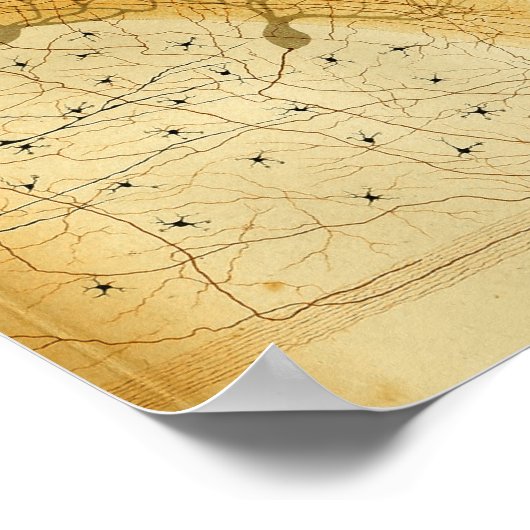 ヴィンテージ1886中枢神経系神経 ポスター (角)