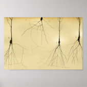 ヴィンテージ1886中枢神経系神経 ポスター (正面)