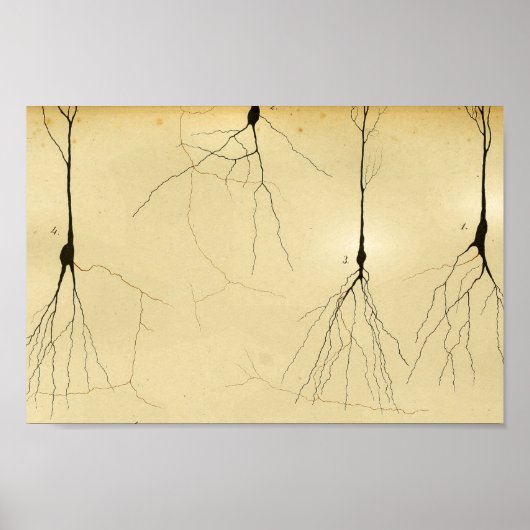 ヴィンテージ1886中枢神経系神経 ポスター (正面)