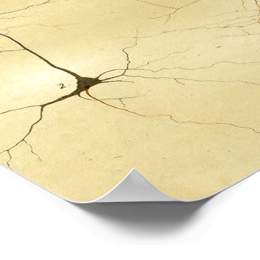 ヴィンテージ1886中枢神経系神経 ポスター (角)