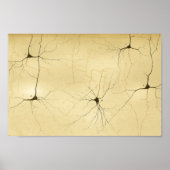 ヴィンテージ1886中枢神経系神経 ポスター (正面)