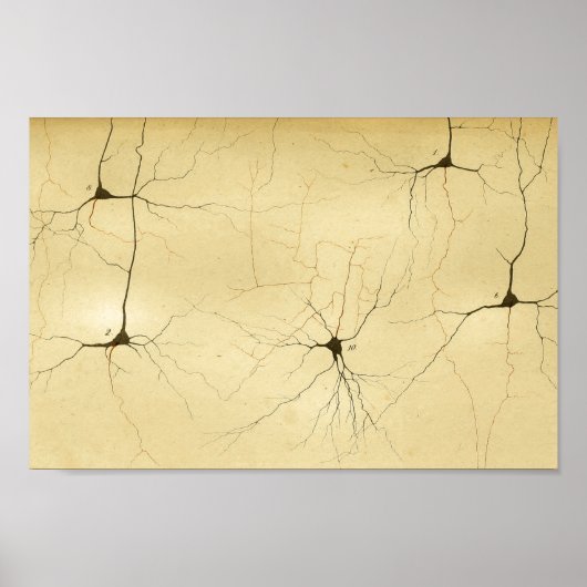 ヴィンテージ1886中枢神経系神経 ポスター (正面)