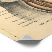 ヴィンテージ1888ドイツ解剖学プリントお尻筋肉 ポスター (角)