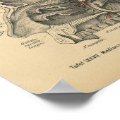 ヴィンテージ1888ドイツ解剖学プリントシニュース ポスター (角)