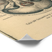 ヴィンテージ1888ドイツ解剖学プリントスカルベース ポスター (角)