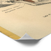 ヴィンテージ1888ドイツ解剖学プリントスカル筋肉 ポスター (角)