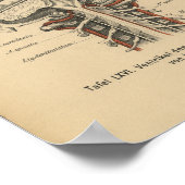 ヴィンテージ1888ドイツ解剖学プリントスカル脳 ポスター (角)