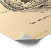 ヴィンテージ1888ドイツ解剖学プリントスカル脳 ポスター (角)