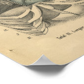 ヴィンテージ1888ドイツ解剖学プリントハート ポスター (角)