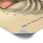 ヴィンテージ1888ドイツ解剖学プリントハート ポスター (角)