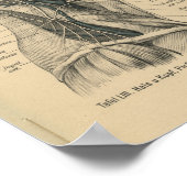 ヴィンテージ1888ドイツ解剖学プリントヘッドネック ポスター (角)