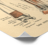 ヴィンテージ1888ドイツ解剖学プリント前腕 ポスター (角)