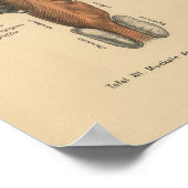 ヴィンテージ1888ドイツ解剖学プリント咽頭 ポスター (角)