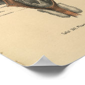 ヴィンテージ1888ドイツ解剖学プリント咽頭 ポスター (角)