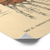 ヴィンテージ1888ドイツ解剖学プリント手手首 ポスター (角)