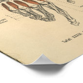 ヴィンテージ1888ドイツ解剖学プリント手手首 ポスター (角)