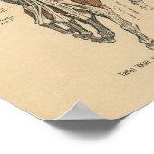 ヴィンテージ1888ドイツ解剖学プリント手筋肉 ポスター (角)