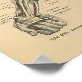 ヴィンテージ1888ドイツ解剖学プリント肘腕 ポスター (角)