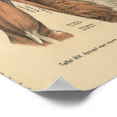 ヴィンテージ1888ドイツ解剖学プリント肩筋肉 ポスター (角)