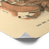 ヴィンテージ1888ドイツ解剖学プリント肩筋肉 ポスター (角)