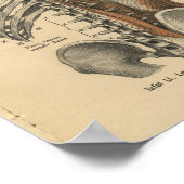 ヴィンテージ1888ドイツ解剖学プリント背筋 ポスター (角)