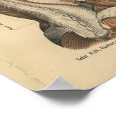 ヴィンテージ1888ドイツ解剖学プリント背筋 ポスター (角)