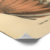 ヴィンテージ1888ドイツ解剖学プリント胸部筋肉 ポスター (角)