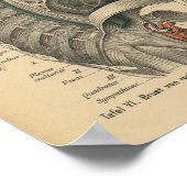 ヴィンテージ1888ドイツ解剖学プリント胸部 ポスター (角)