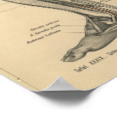 ヴィンテージ1888ドイツ解剖学プリント脚の膝 ポスター (角)