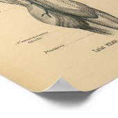 ヴィンテージ1888ドイツ解剖学プリント脚の膝 ポスター (角)