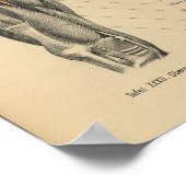 ヴィンテージ1888ドイツ解剖学プリント脚筋 ポスター (角)