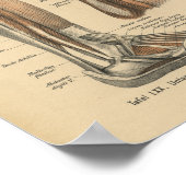 ヴィンテージ1888ドイツ解剖学プリント脚足 ポスター (角)