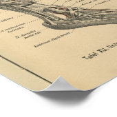 ヴィンテージ1888ドイツ解剖学プリント脚足 ポスター (角)