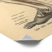 ヴィンテージ1888ドイツ解剖学プリント脚足 ポスター (角)