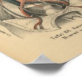 ヴィンテージ1888ドイツ解剖学プリント腎臓 ポスター (角)